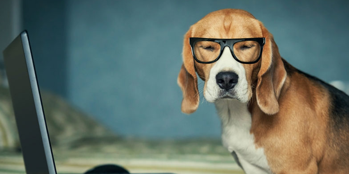 smartdog glasses GetBright